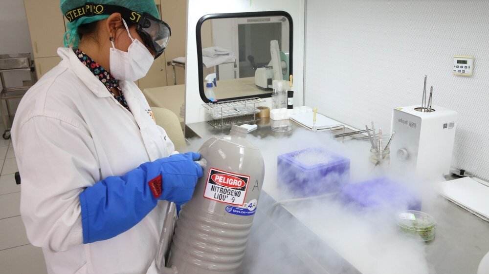 A continuous supply of liquid nitrogen is vital to keep frozen samples at -196°C. International Potato Center. (Photo: Luis Salazar/Crop Trust)