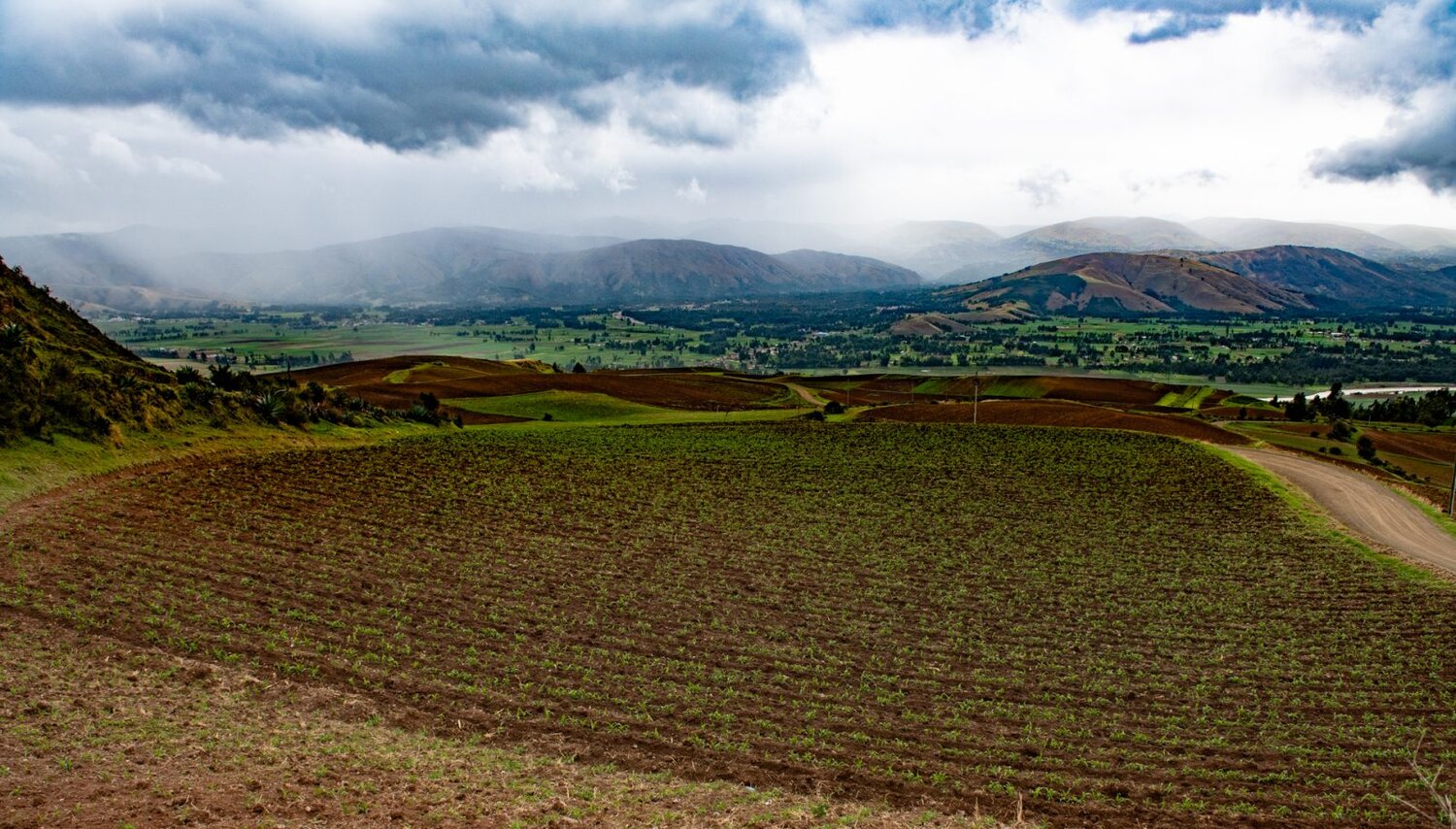 Potato fields in front of mountains in the background. 