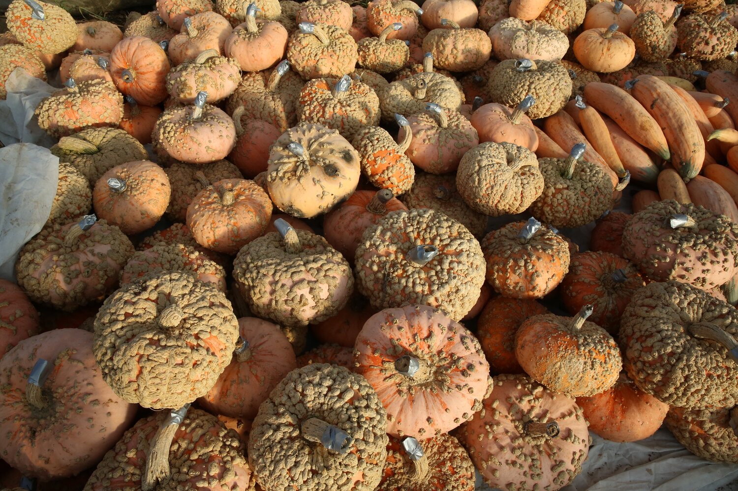 The diversity of pumpkin and squash at Norwich Meadows Farm was astounding and truly a sight to see. Photo: Crop Trust/Luis Salazar. 