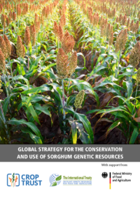 Crop Strategy: Sorghum 2022 update (lowres)