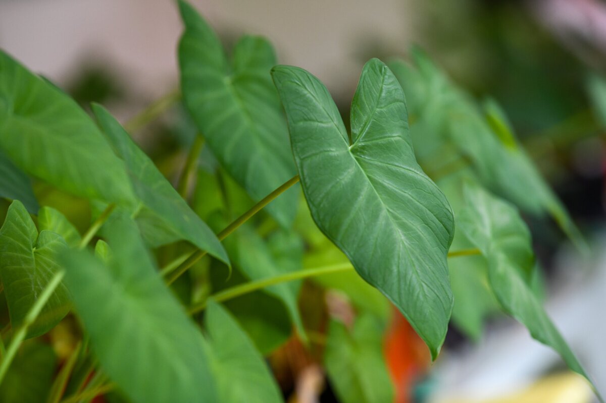 Green arrowhead leaves