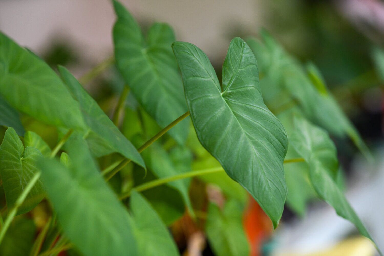 Green arrowhead leaves