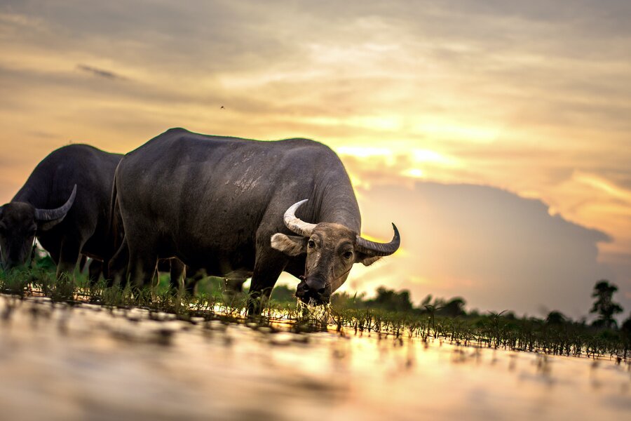 Laos