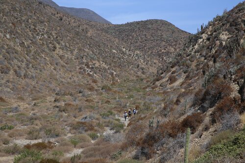 Wild Plants from Four Continents Deliver Climate Change Lifeline for Crops