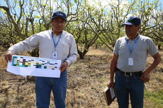 Franklin Sigcha (L) and Milton Hinojosa stand in front of INIAP’s Chirimoya field genebank. They share with the BOLD genebank reviewers the challenges they are currently facing in making sure the diversity of these fruit trees is safe and available. Unfortunately, some varieties are represented by one single tree