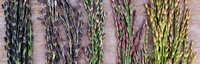 Colorful African rice varieties