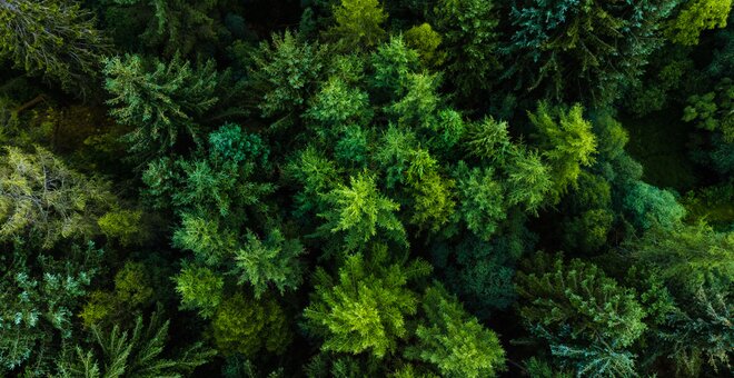 Shot of a forest from above.