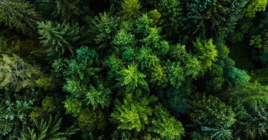 Shot of a forest from above.