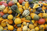 Varieties of squash in a pile