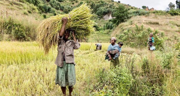 People harvesting in Madagascar field