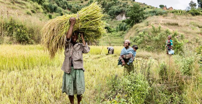 People harvesting in Madagascar field