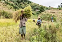 People harvesting in Madagascar field