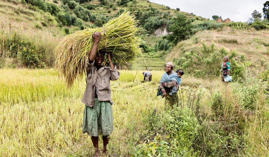 People harvesting in Madagascar field