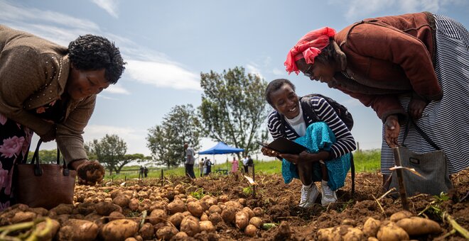 Wild Potatoes Offer New Options for East African Farmers