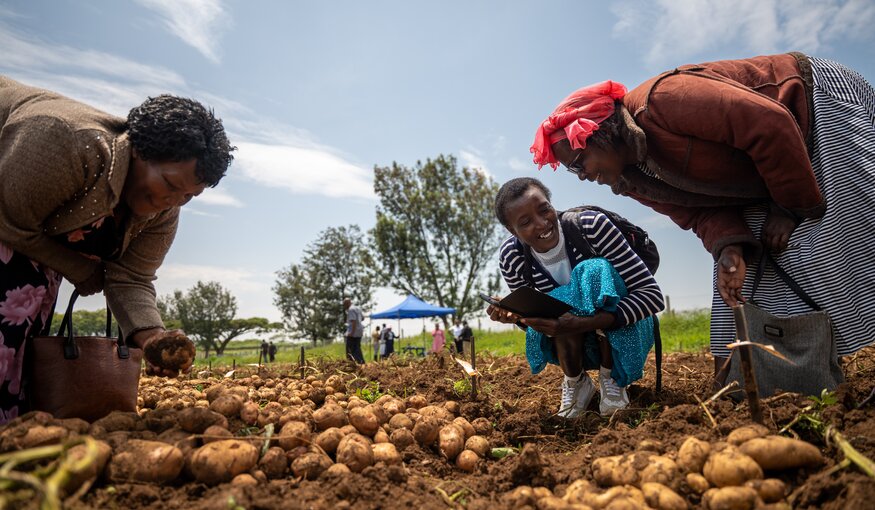 Wild Potatoes Offer New Options for East African Farmers