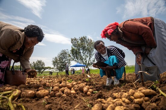 Local farmers from Njoro, Kenya, join in CIP’s breeding trials to ensure new potato varieties reflect their preferred traits and growing conditions. Photo: Stefan Mohl/Crop Trust 
