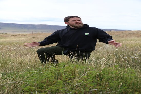 In 2015, INIA scientist Jorge Ivelic found one of the oldest populations of alfalfa plants in the country in one of the paddocks of Estancia El Solitario. The population is believed to be 70 years old and now its progeny are part of Chile’s national genetic resources collection housed at INIA’s genebank in Vicuña. These plants have survived persistent grazing by sheep and guanaco (a wild relative of the llama) for many decades, as well as the extreme weather of the region, and thus have been added to the Crop Wild Relatives trials in Chilean Patagonia. Photo: LS Salazar/Crop Trust