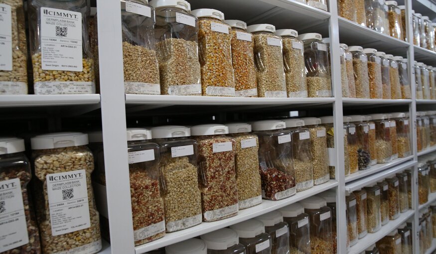 International Maize and Wheat Improvement Center's (CIMMYT) maize collection displayed at the center's genebank in Mexico