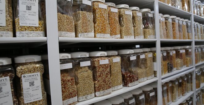 International Maize and Wheat Improvement Center's (CIMMYT) maize collection displayed at the center's genebank in Mexico