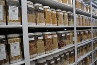 International Maize and Wheat Improvement Center's (CIMMYT) maize collection displayed at the center's genebank in Mexico