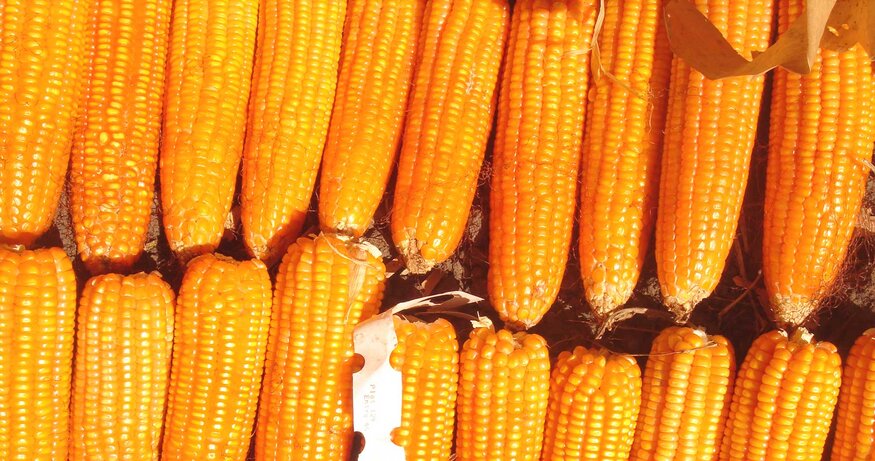 Vitamin A-Biofortified Maize: Exploiting Native Genetic Variation for Nutrient Enrichment