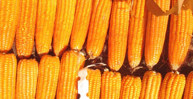 Vitamin A-Biofortified Maize: Exploiting Native Genetic Variation for Nutrient Enrichment