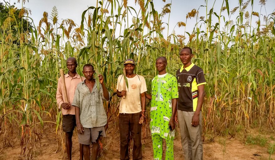 Sorghum in Mali