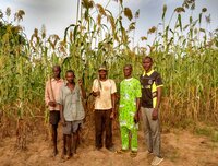 Sorghum in Mali