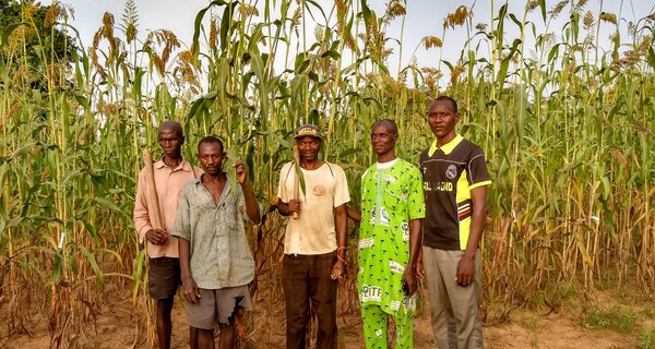 Sorghum in Mali