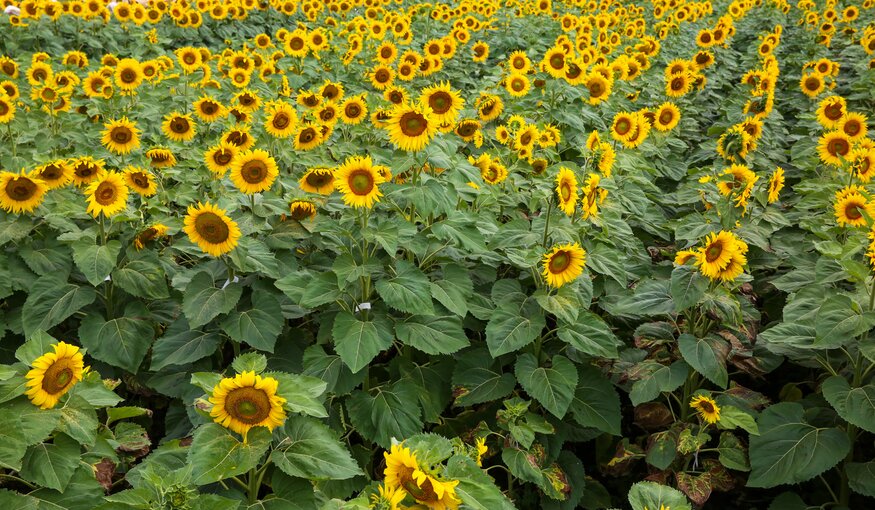 The Wonderful World of Sunflowers