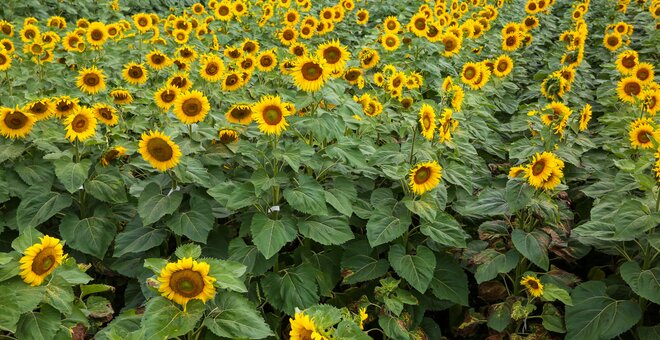 The Wonderful World of Sunflowers