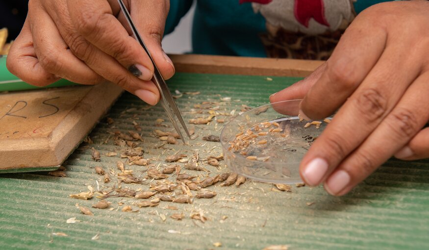 Genebank Platform’s Legacy Lives On in New CGIAR Initiative