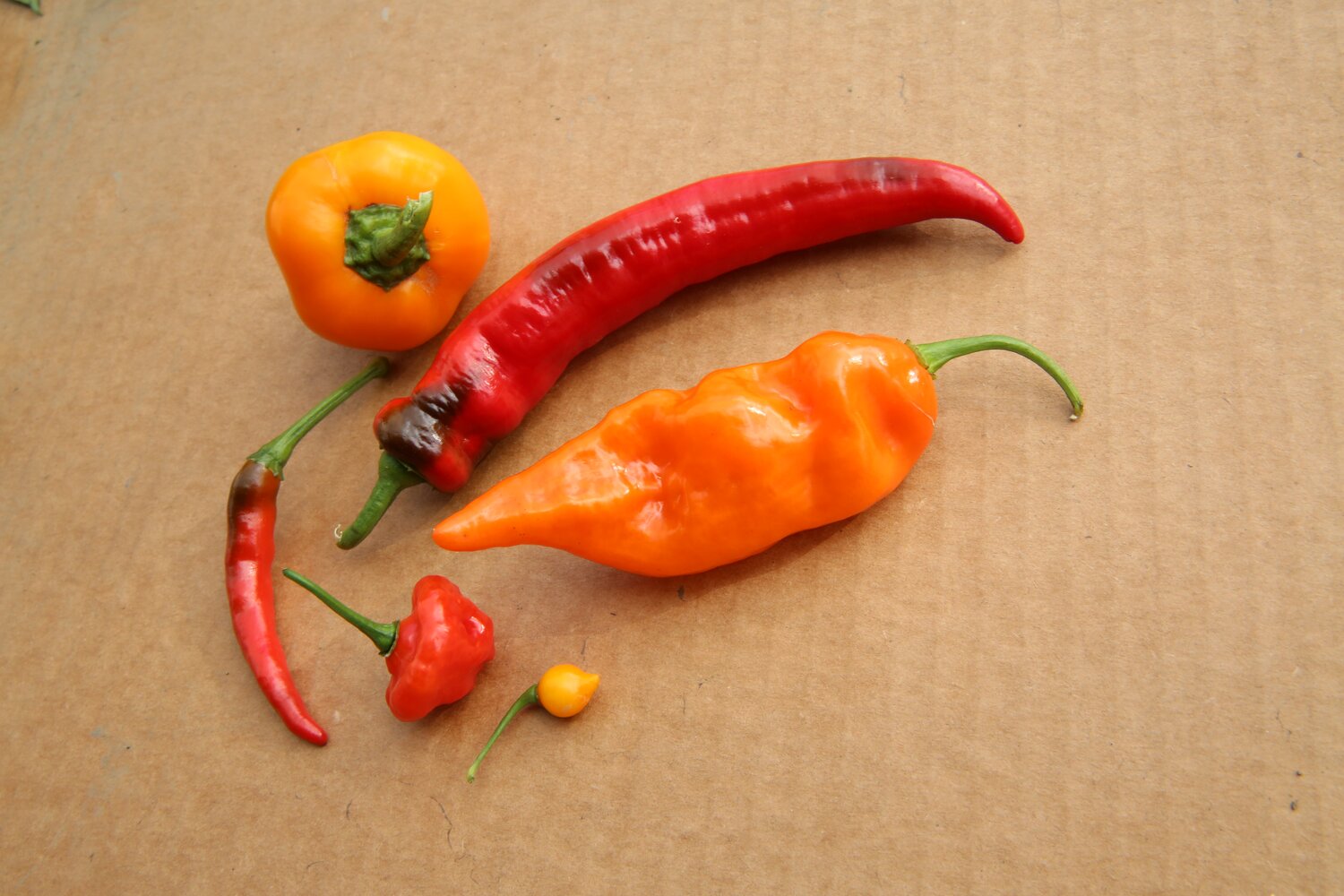 Originating in Mexico, chili peppers have been a part of the human diet in the Americas since at least 7500 B.C. For the rest of the world, they were “discovered” by Christopher Columbus. Jalapeños, Habaneros, Serrano, Cayenne, Poblano —there are almost 2 – 3,000 different cultivars grown across the world today. Credit: L.M. Salazar/Crop Trust