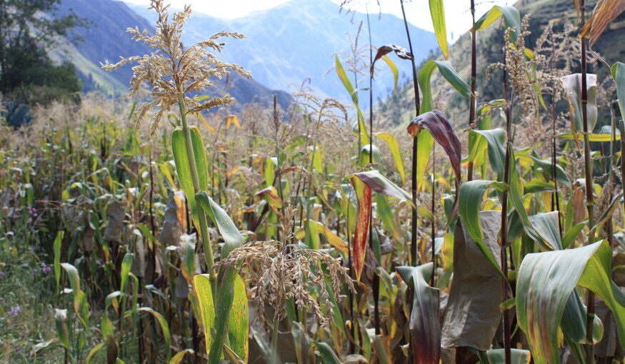 New Global Assessment of Plant Genetic Resources Gets Underway