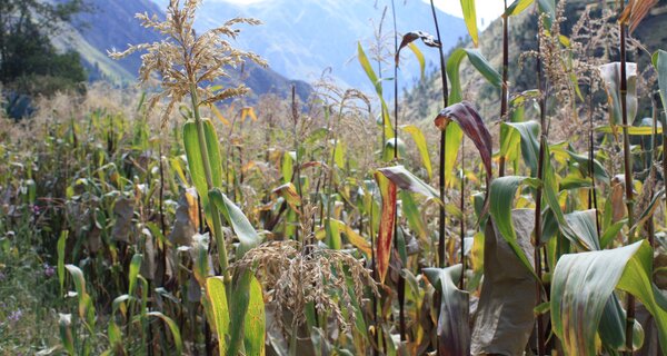 New Global Assessment of Plant Genetic Resources Gets Underway