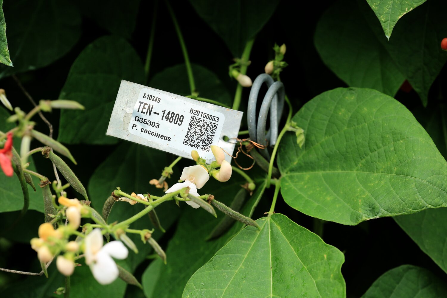 The International Center for Tropical Agriculture (CIAT) in Colombia labels their accessions with QR codes to facilitate genebank management. The Crop Trust supports all CGIAR genebanks in establishing quality management systems (QMS), in which barcoding plays a big role.