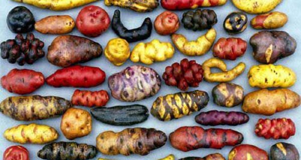 How Peru's Potato Museum Could Stave Off World Food Crisis