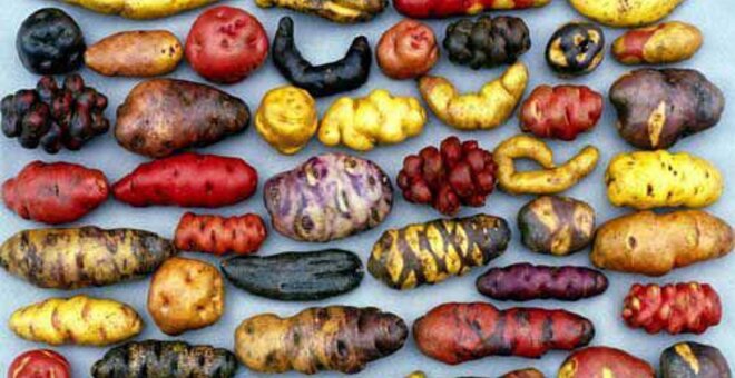 How Peru's Potato Museum Could Stave Off World Food Crisis