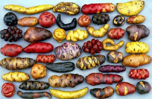 How Peru's Potato Museum Could Stave Off World Food Crisis