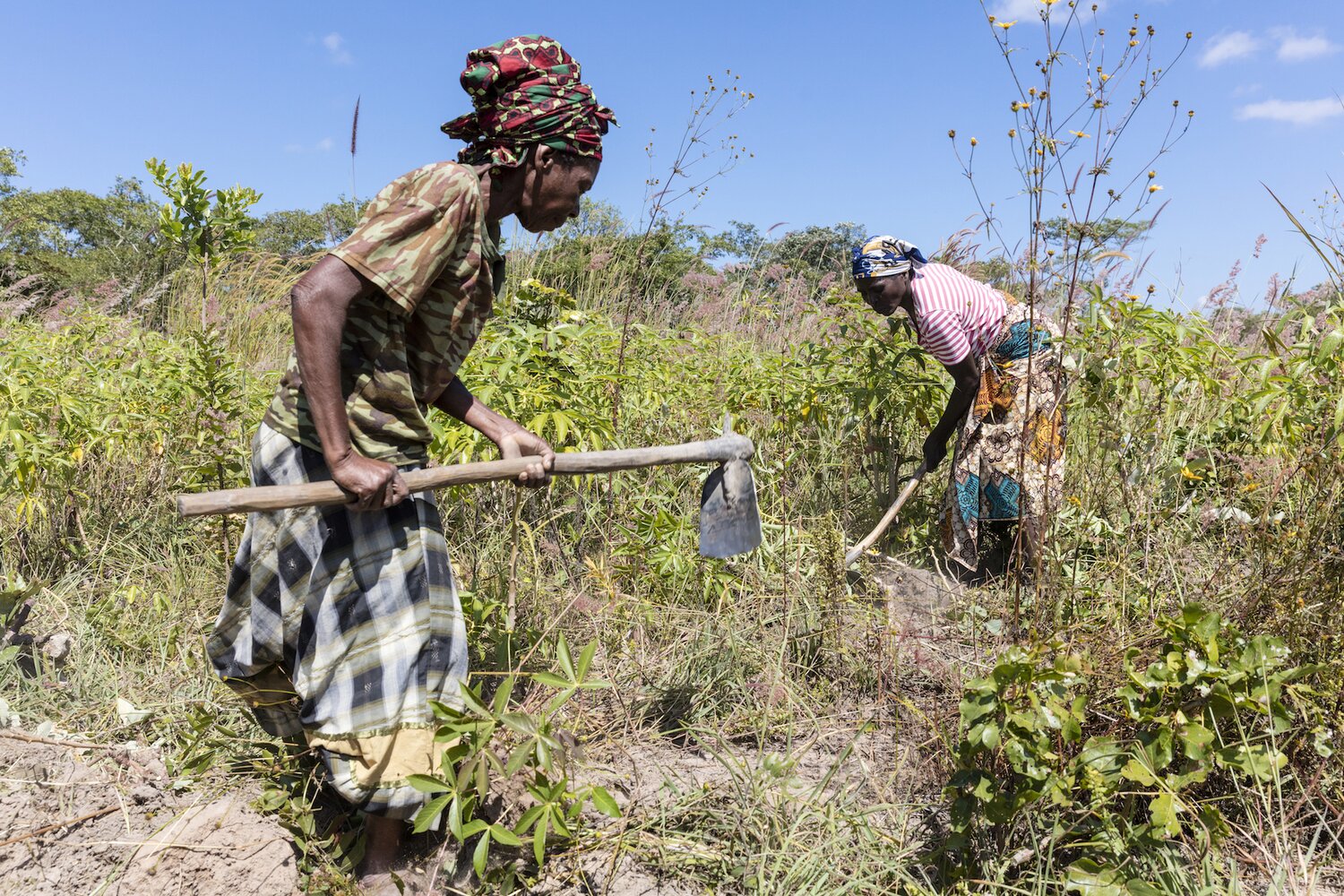 Cassava originated in the Amazon but is today at home across the tropics. It is a lifeline for millions of small farmers, especially in Africa, who rely on its dependable harvest of large, carbohydrate-rich roots. 