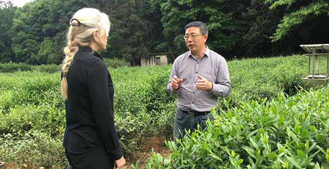 Professor Liang Chen of the China National Germplasm Hangzhou Tea Repository in tea field / Courtesy of Liang Chen
