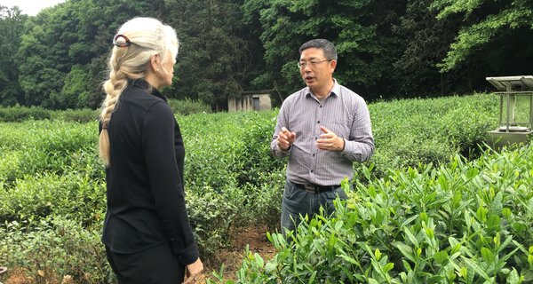 Professor Liang Chen of the China National Germplasm Hangzhou Tea Repository in tea field / Courtesy of Liang Chen