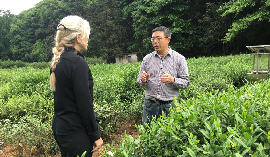 Professor Liang Chen of the China National Germplasm Hangzhou Tea Repository in tea field / Courtesy of Liang Chen