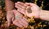 Hands holding small seeds