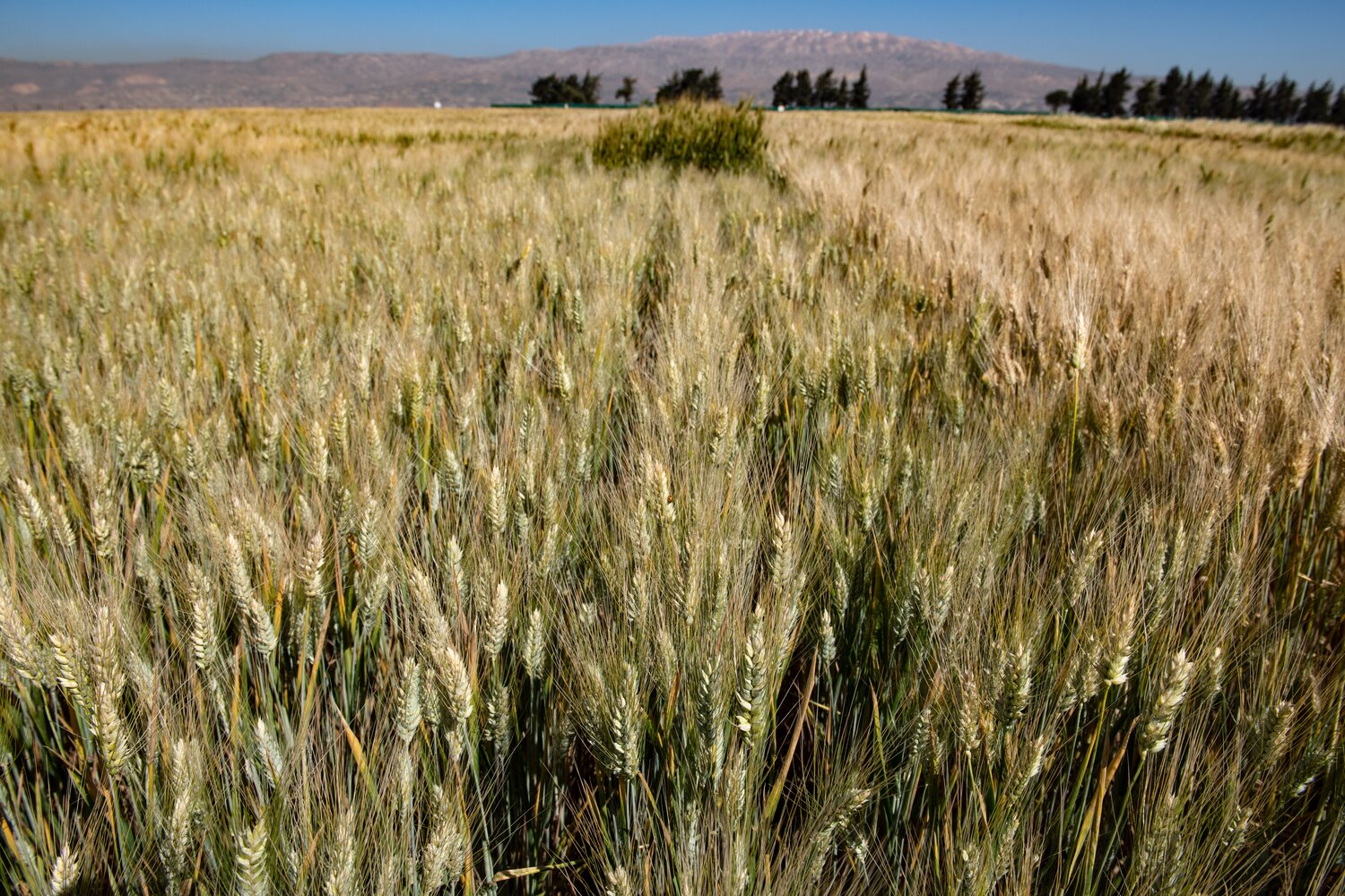 Wheat | Accessions in the Seed Vault: 95,388 | Accessions in genebanks globally: 454,384 (Photo by Michael Major/Crop Trust)