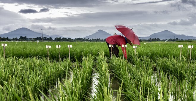 Banking on Crop Diversity for Food Security in the Face of Climate Change