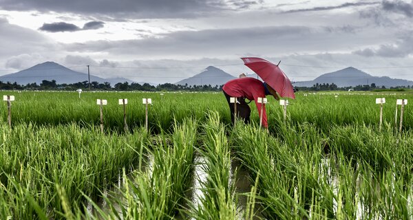 Banking on Crop Diversity for Food Security in the Face of Climate Change