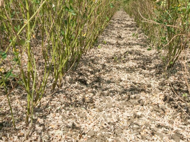 Pigeon pea field.