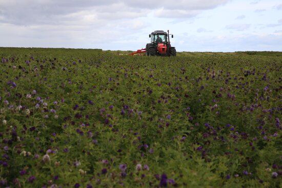 On our fourth day, we meet Rene Milicevic, a third-generation sheep farmer, and president of the Livestock Association of Tierra del Fuego. He, like a few other estancia owners in the region, is growing alfalfa, and investing in equipment, like the tractor pictured here. For Rene, the equation is simple: alfalfa equals better feed, which in turn equals healthier animals. Photo: LS Salazar/Crop Trust