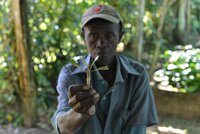 Man holding coffee plantlet